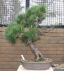 Japanese red pine 1960s (2).JPG