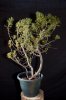 Bonsai-8.jpg