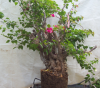 bougainvilla001A.png