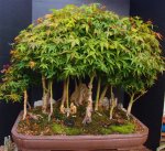 8-2017 Bonsai 001.JPG