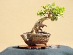 Shohin Boxwood 3-13-2016.JPG