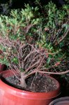 Barrosinc - bonsai azalea grande san enrique 1- 0001.jpg