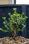 Barrosinc - bonsai azalea grande san enrique 1- 0003.jpg