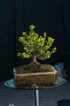 Barrosinc - bonsai azalea grande san enrique 1- 0004.jpg