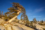 western-Juniper-Juniperus-occidentalis-Sierra-Juniper.jpg