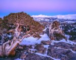 sierra-juniper-twilight.jpg