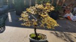 Chinese elm fall colors 2.jpg