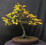 fagus01_171111a.jpg