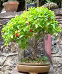 west indian cherry 1 IBC.jpg