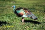 d5afe41a1d0934574d016d55489b9f17--hunting-trips-wild-turkey.jpg