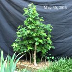 Sweetgum002.photo2016-01.jpg