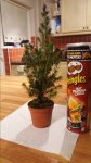 White Spruce Picea Glauca small 1.jpg