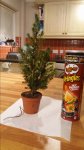 White Spruce Picea Glauca small 2.jpg