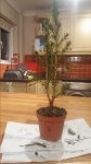 White Spruce Picea Glauca small 4A.jpg