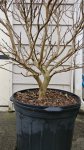 CrapeMyrtle01.jpg