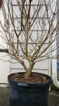 CrapeMyrtle02.jpg