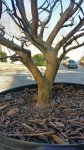 CrapeMyrtle03.jpg