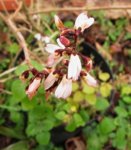 abeliophyllum_180203a.jpg