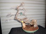 K. Hornbeam1232017-first styling new front.jpg