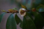 DSC07478-1.jpg