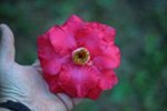 DSC07480-1.jpg