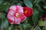 DSC07484-1.jpg