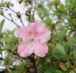 DSC07669-1.jpg