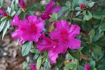 DSC07689-1.jpg