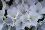DSC07700-1.jpg