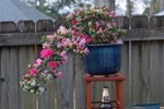 DSC07722-1.jpg