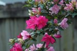 DSC07726-1.jpg