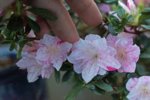 DSC07733-1.jpg