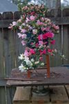 DSC07738-1.jpg
