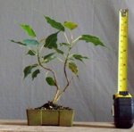 ficus t 3.jpg