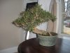 willow_leaf_ficus_02.03.2012.jpg