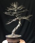 Chinese Elm.jpg