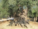 olive-tree-museum-of.jpg
