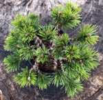 Mugo Pine Teeny Wiring-3.jpg