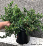 Pacific Blue Juniper.jpg