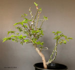 Wired Burning Bush-4.jpg