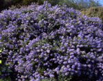 ceanothus_griseus_yankee_point.jpg