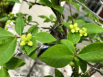 euonymus flowers.jpg