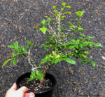 Euonymus Burning Bush Update-1.jpg