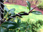 Euonymus Burning Bush Second Flush-1.jpg