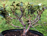 Dwarf Rhododendron Wiring-2.jpg
