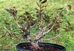 Dwarf Rhododendron Wiring-3.jpg