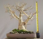 ficus.jpg