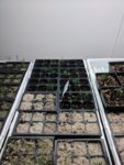 Seedling Mix 1.jpg