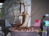 bonsai 004.jpg