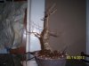 bonsai 008.jpg